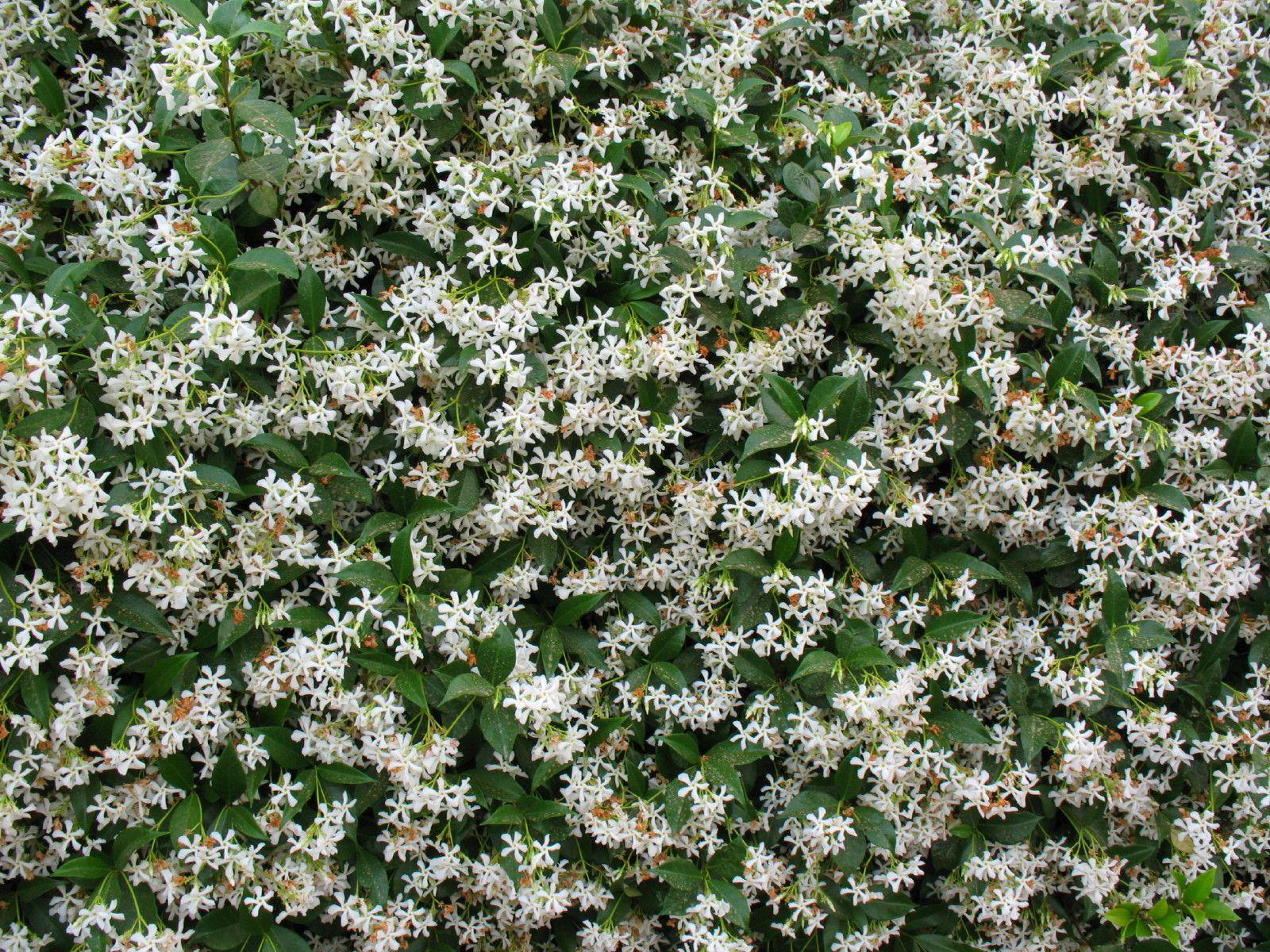 Trachelospermum jasminoides - Confederate Jasmine, Star Jamine, טרכלוספרמון יסמיני, טרכלוספרמון יסמיני