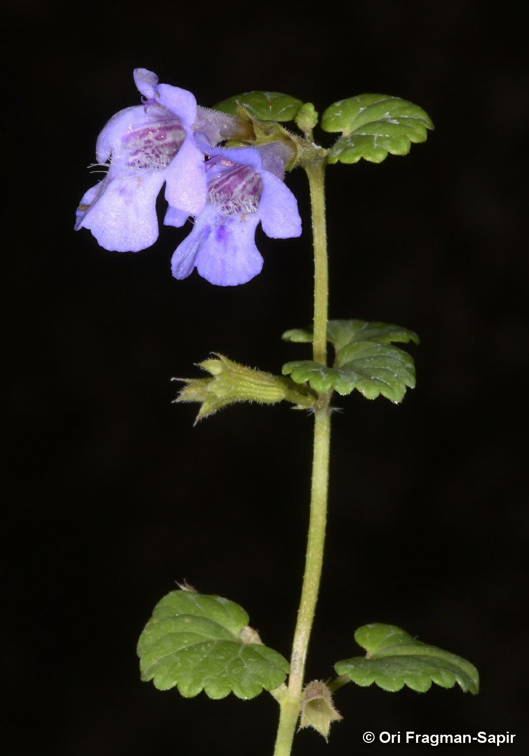 Glechoma hederacea