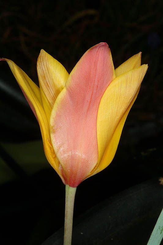 Tulipa clusiana - Candlestick Tulip , Persian Tulip, Lady Tulip, Texas Tulip, צבעוני קלוס, צבעוני קלוס, צבעוני קלוס, צבעוני קלוס 'צהוב'
