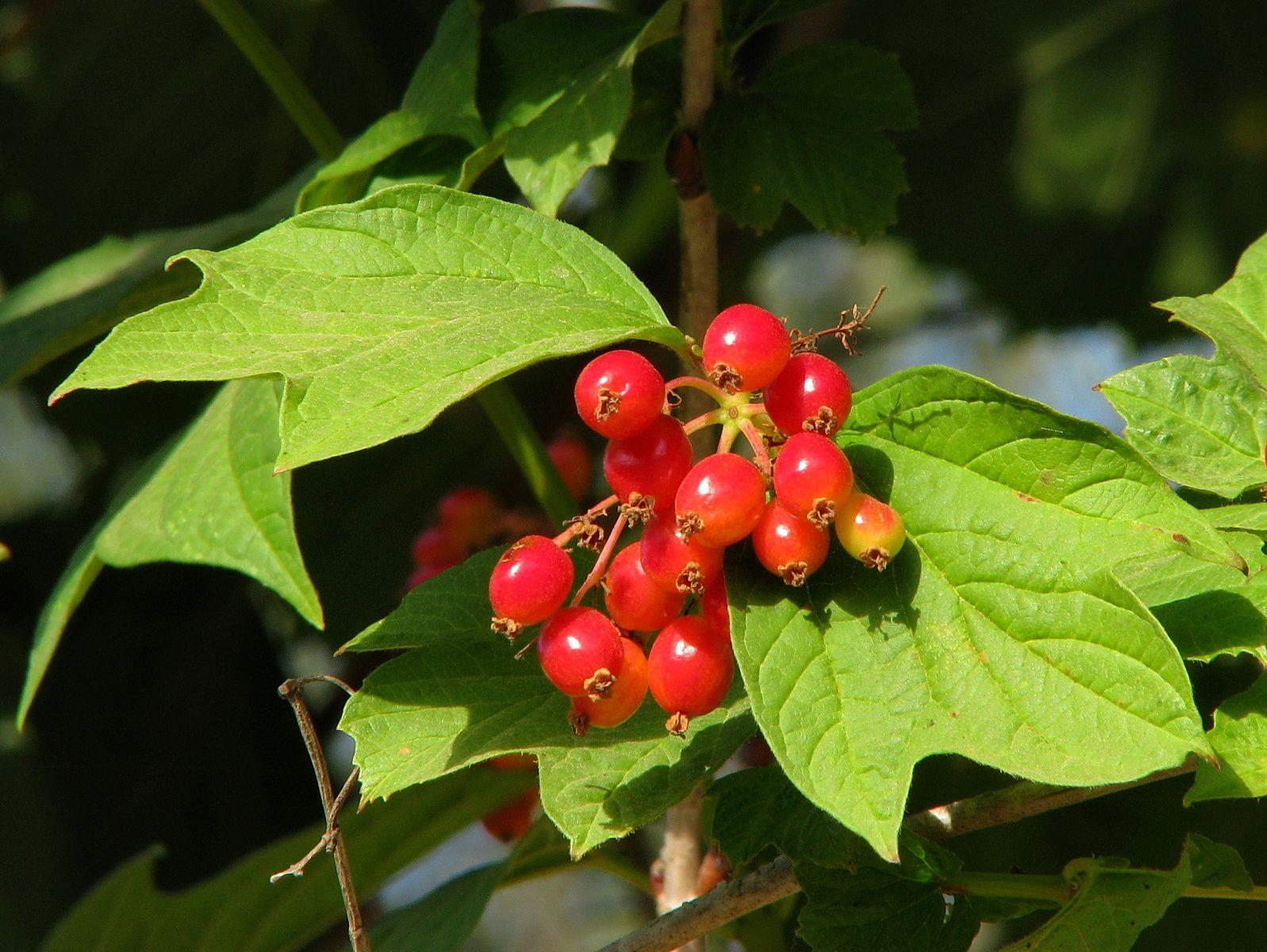 Viburnum opulus 'Compactum' - Compact Cranberrybush , מורן שסוע-עלים, מורן שסוע-עלים