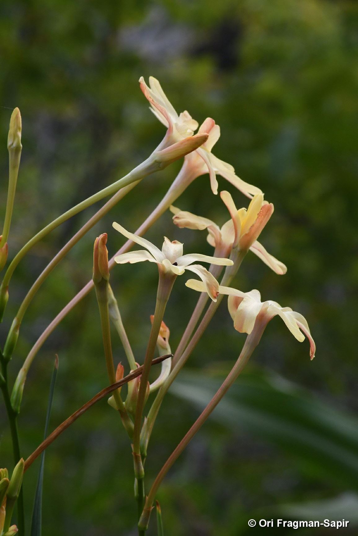 Ixia paniculata