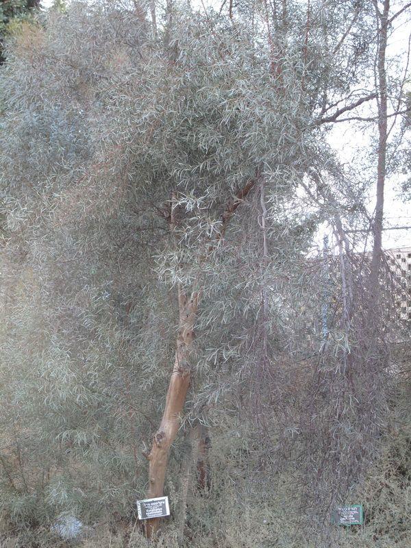 Eucalyptus spathulata - Swamp Mallet, איקליפטוס מריתי, איקליפטוס מריתי