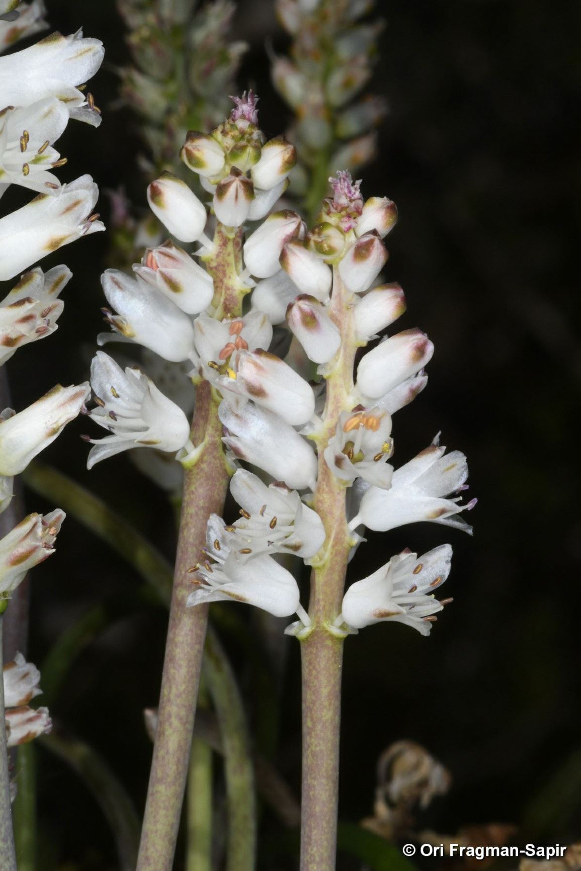 Lachenalia orthopetala