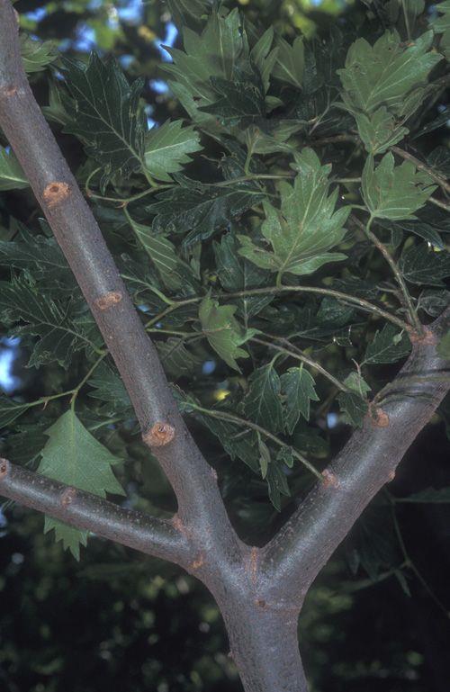 Zelkova abelicea - Cretan Zelkova, זלקובה כרתית, זלקובה כרתית