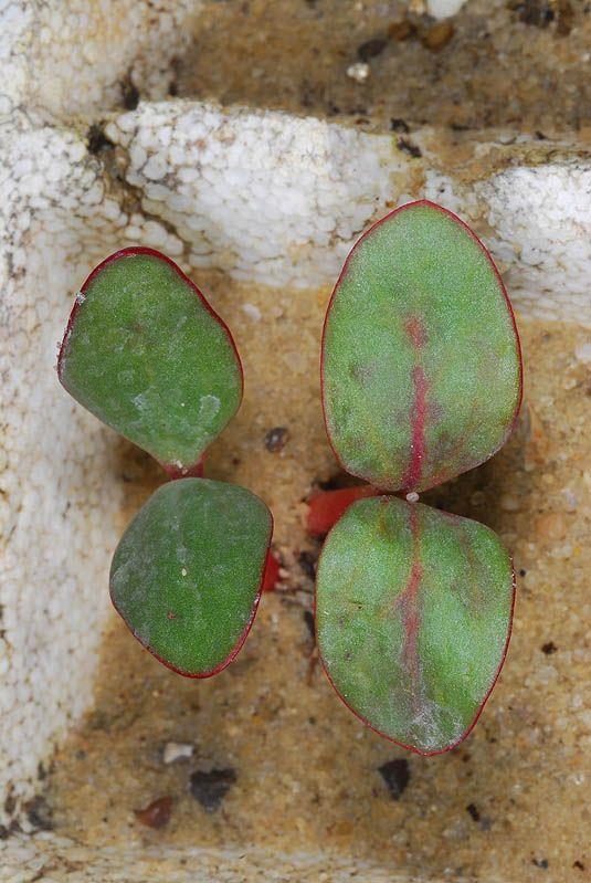 Rheum palaestinum - Desert Rhubarb, ריבס המדבר, ריבס המדבר