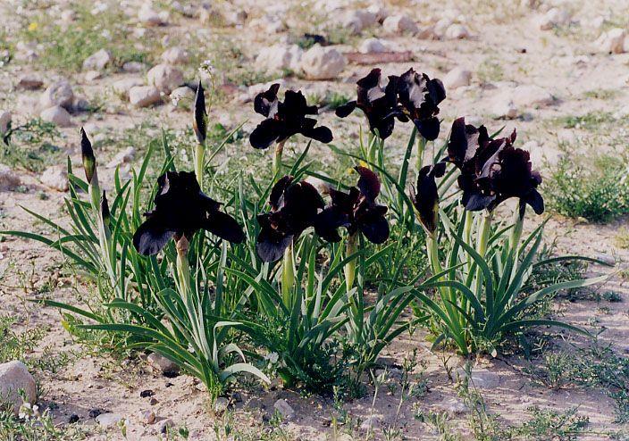Iris 'Dardanus'