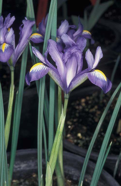 Iris reticulata 'Edward' - Reticulated Iris 'Edward', איריס מרושת, איריס מרושת