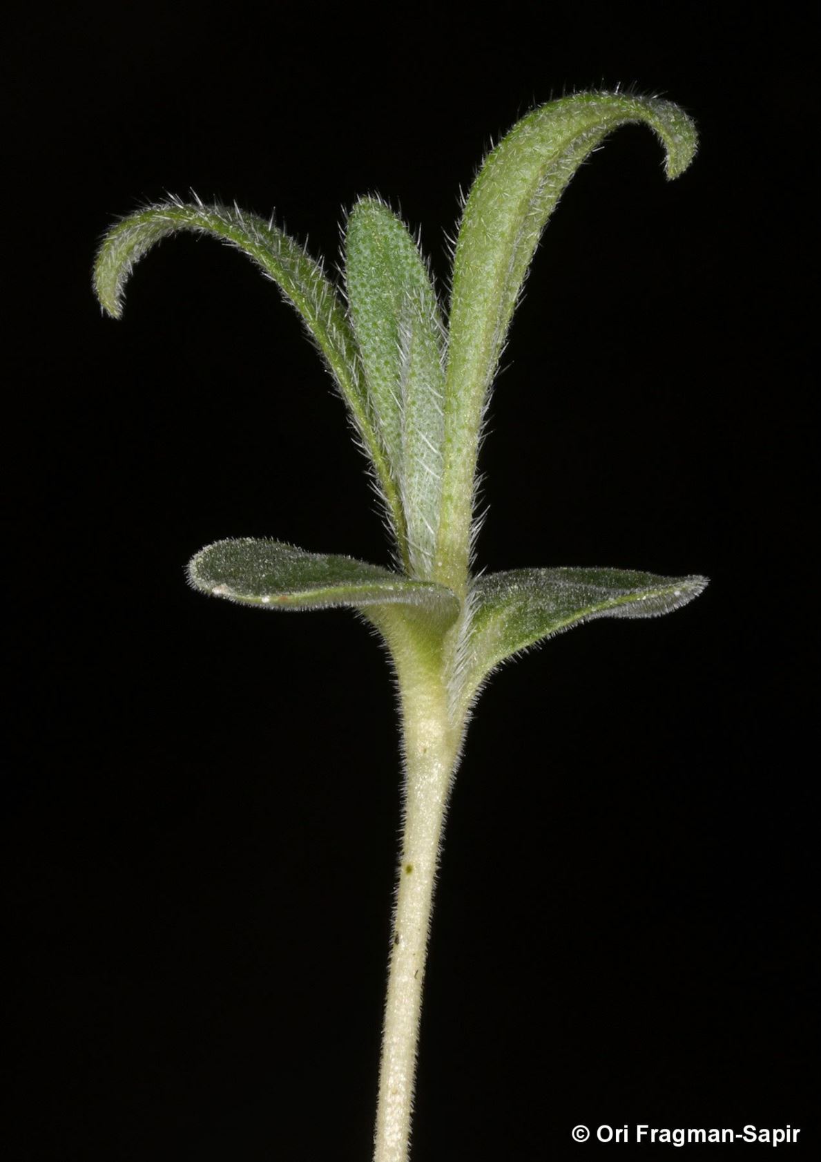Onosma gigantea