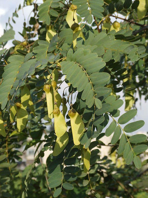 Tipuana tipu - Rosewood, Pride-of-Bolivia, Yellow Jacaranda, Tipu Tree, מכנף נאה, מכנף נאה