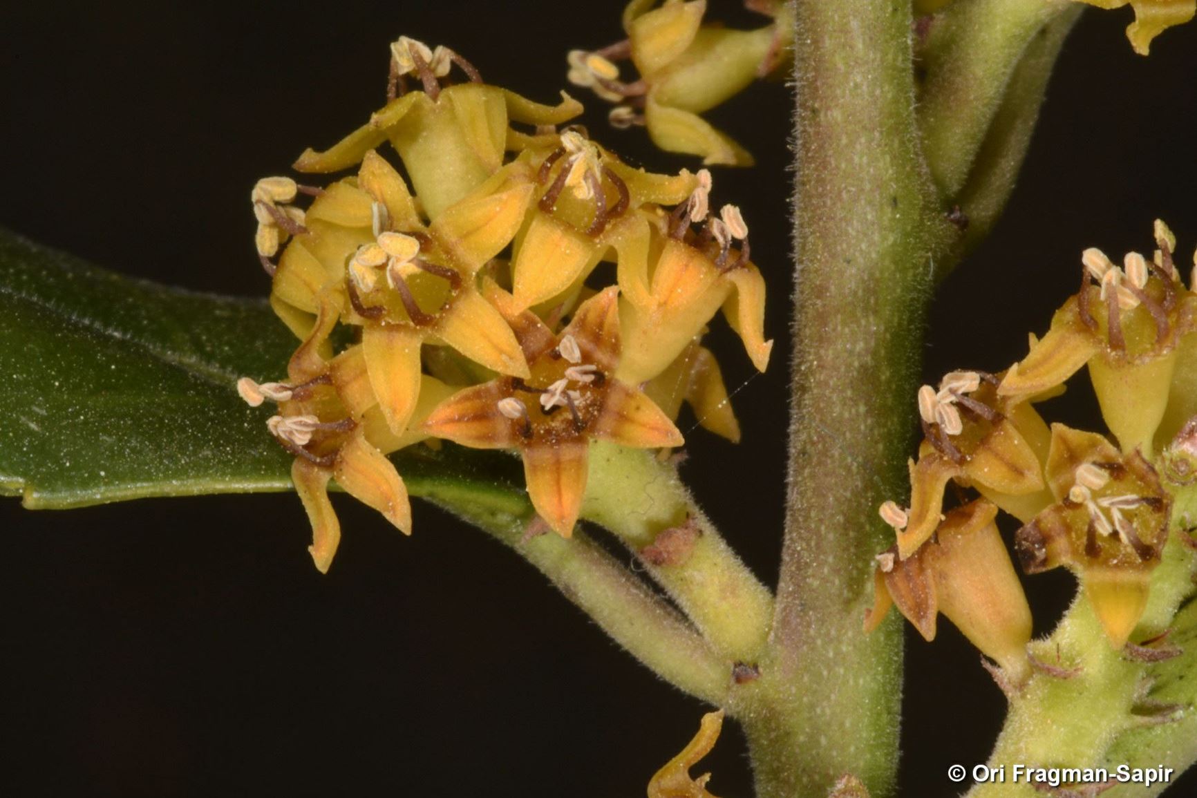Rhamnus alaternus