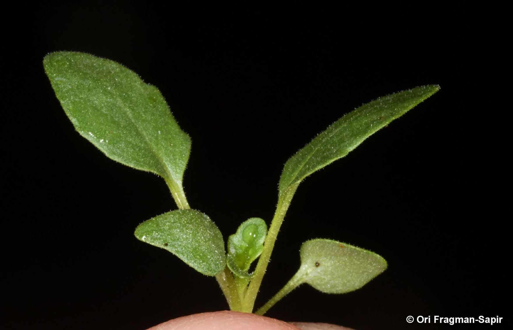 Scrophularia pinardii
