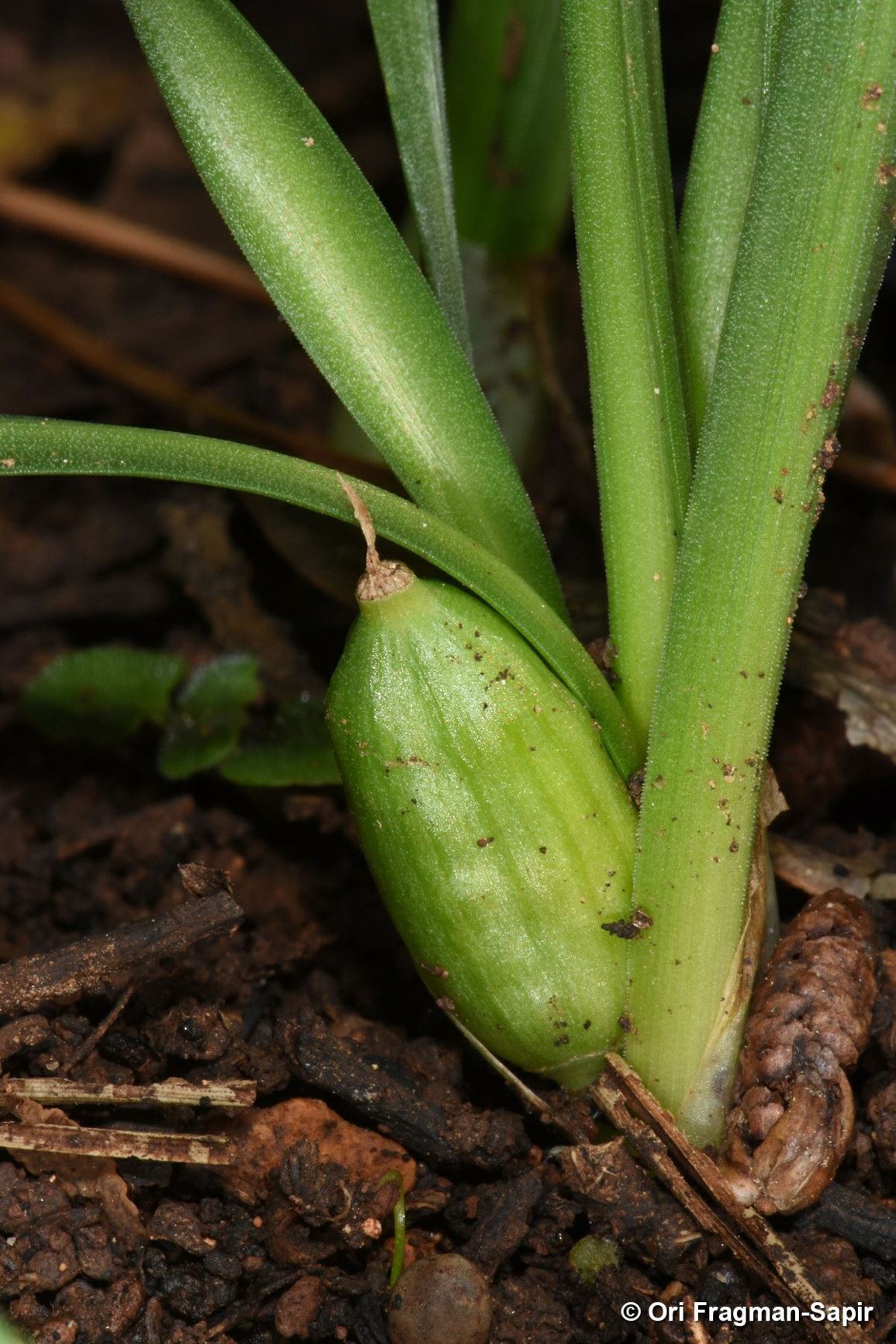 Sternbergia colchiciflora