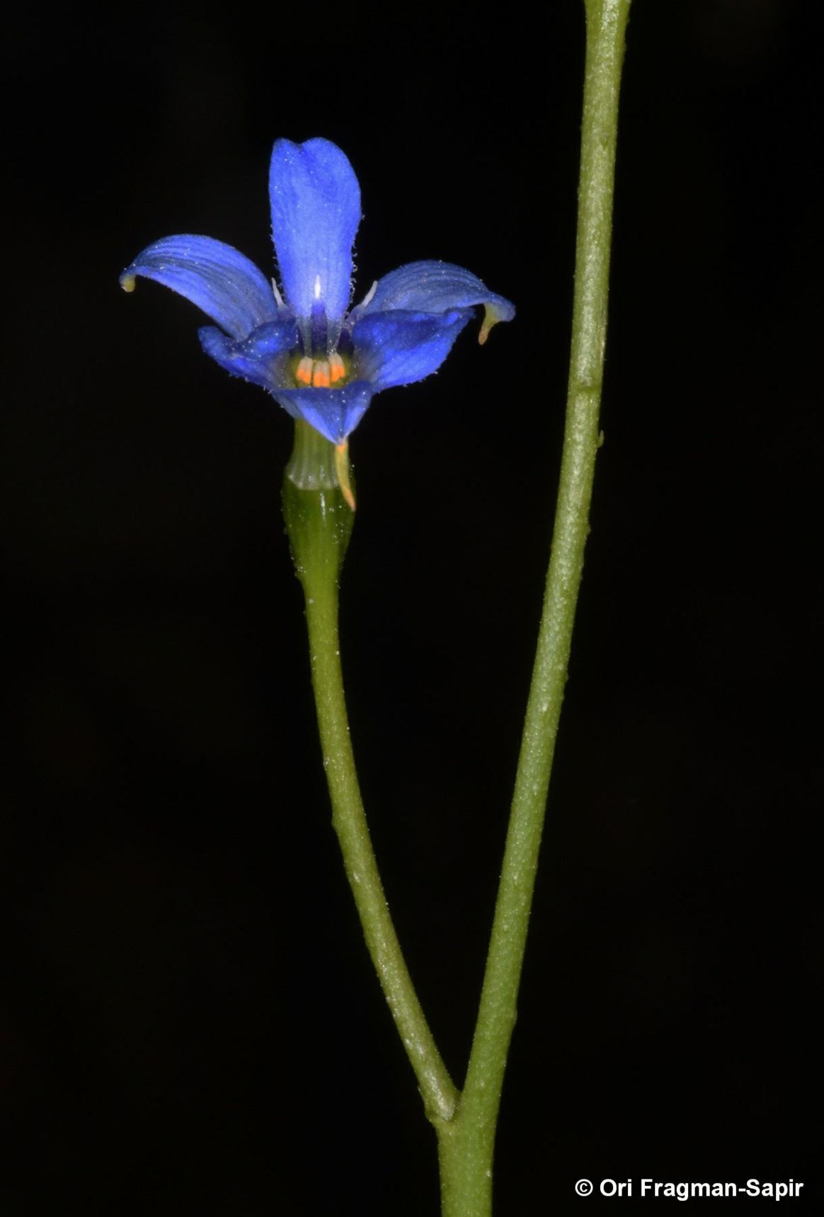 Tecophilaea violiflora