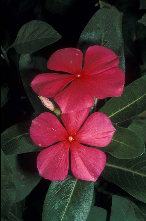 Catharanthus roseus 'Trailing Pink' - Madagascar Periwinkle, קתרנתוס ורוד, קתרנתוס ורוד