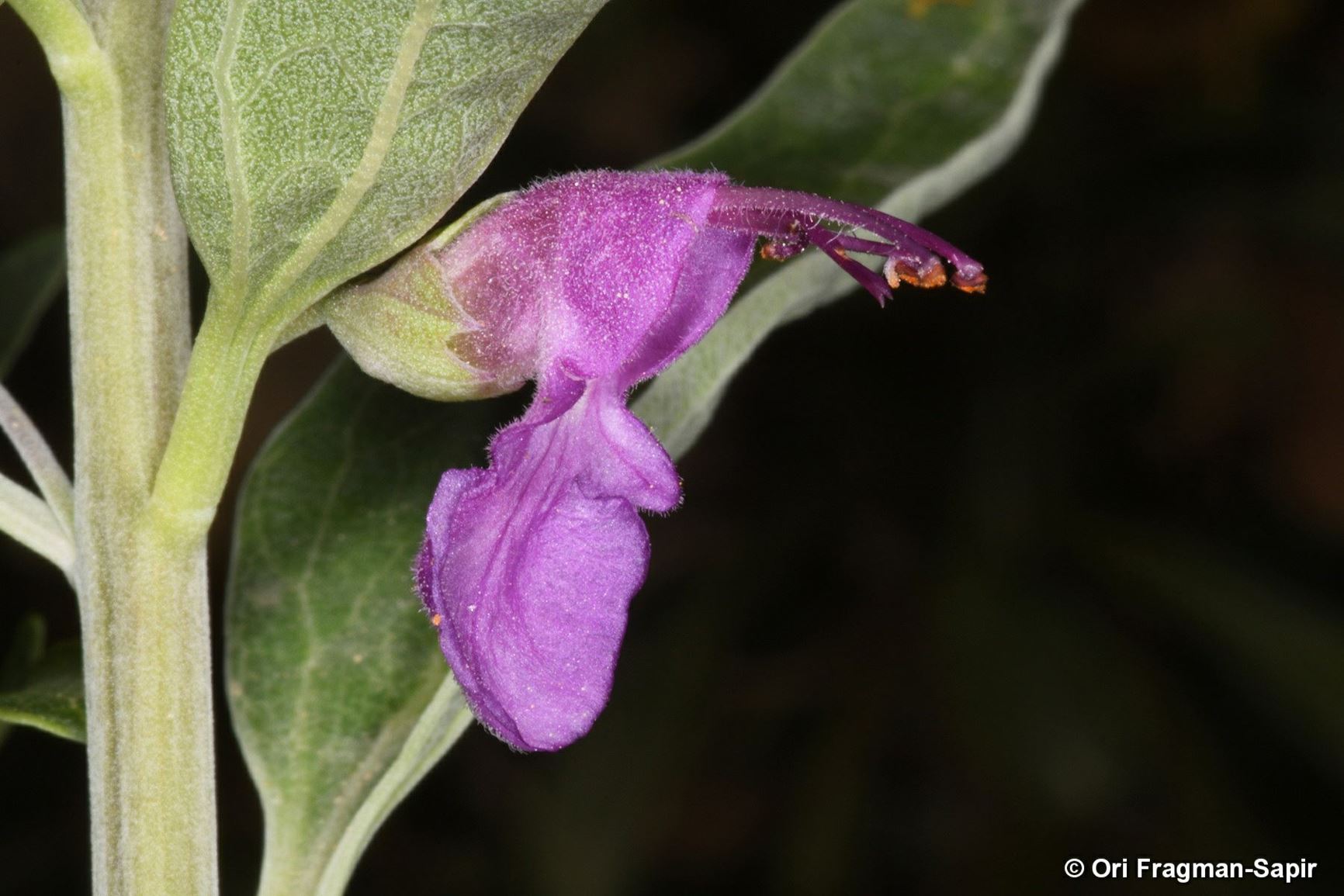 Teucrium betonicum
