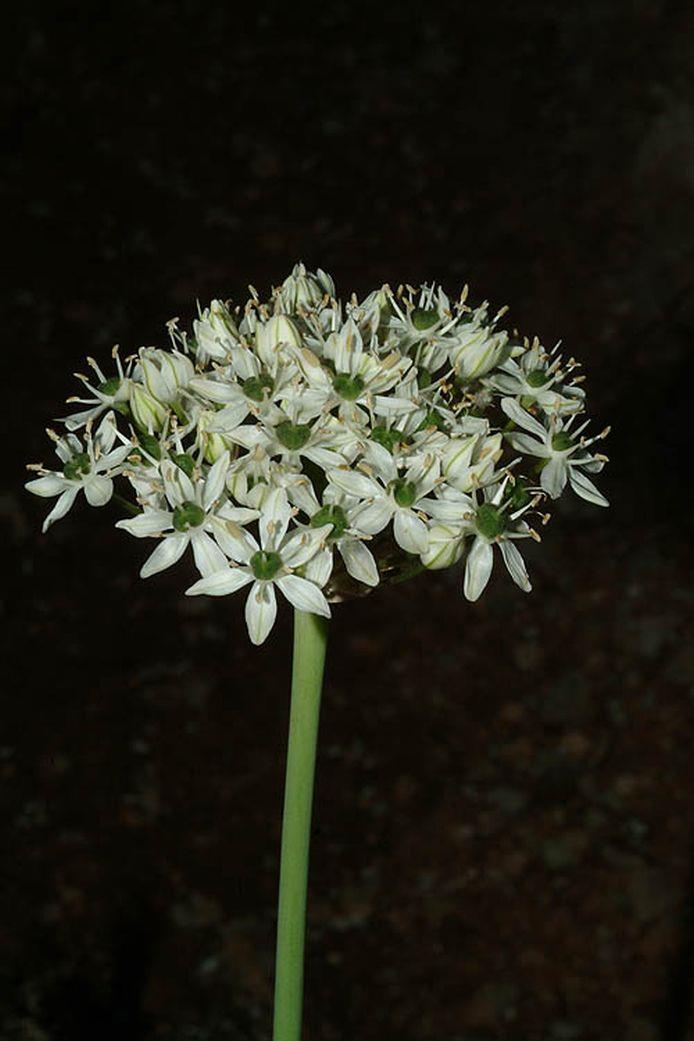 Allium nigrum - Black Garlic, שום שחור, שום שחור