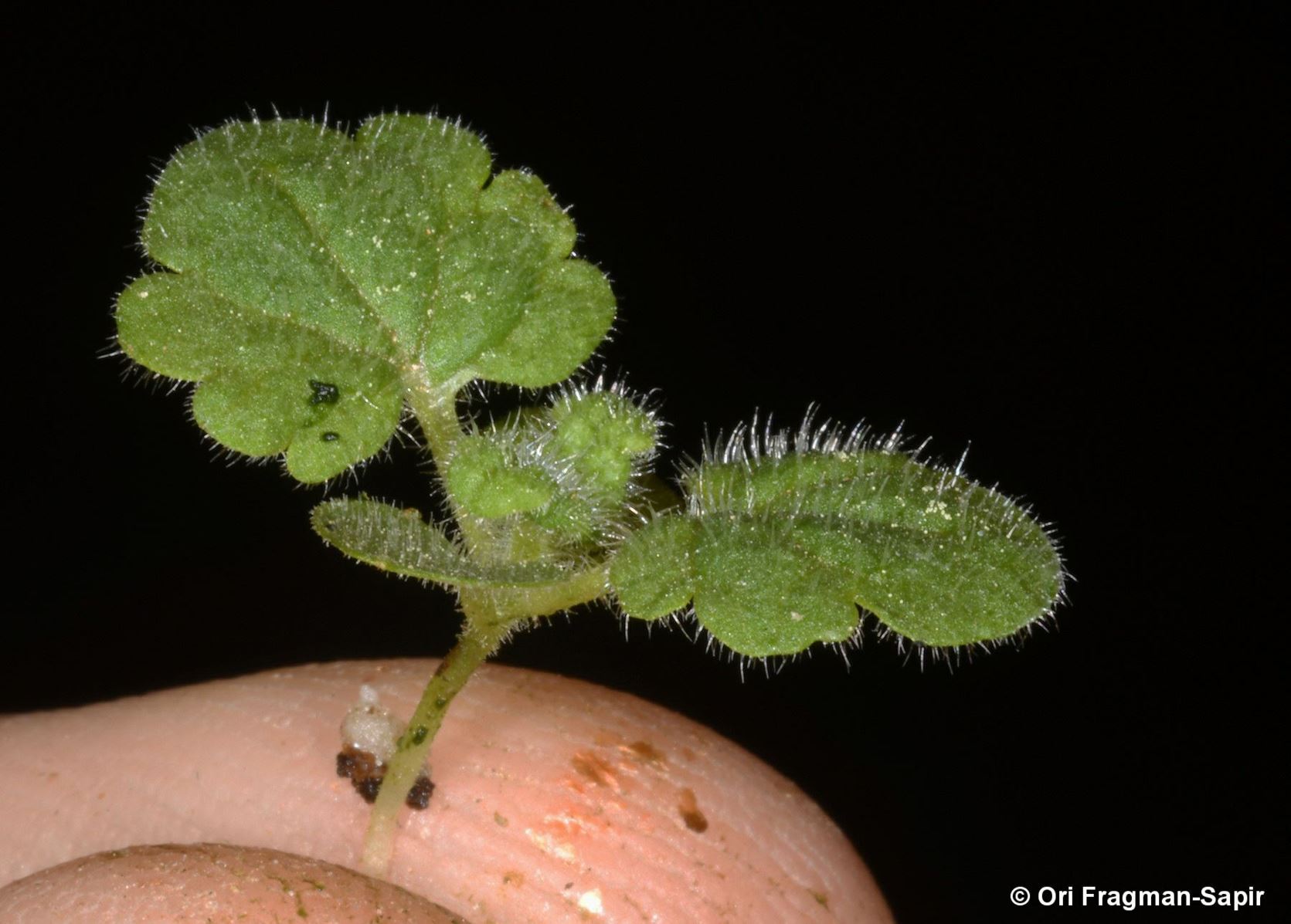 Teucrium hyrcanicum