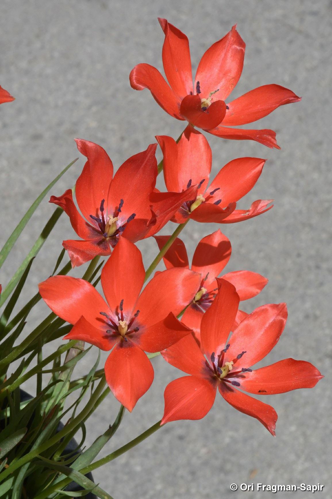 Tulipa linifolia