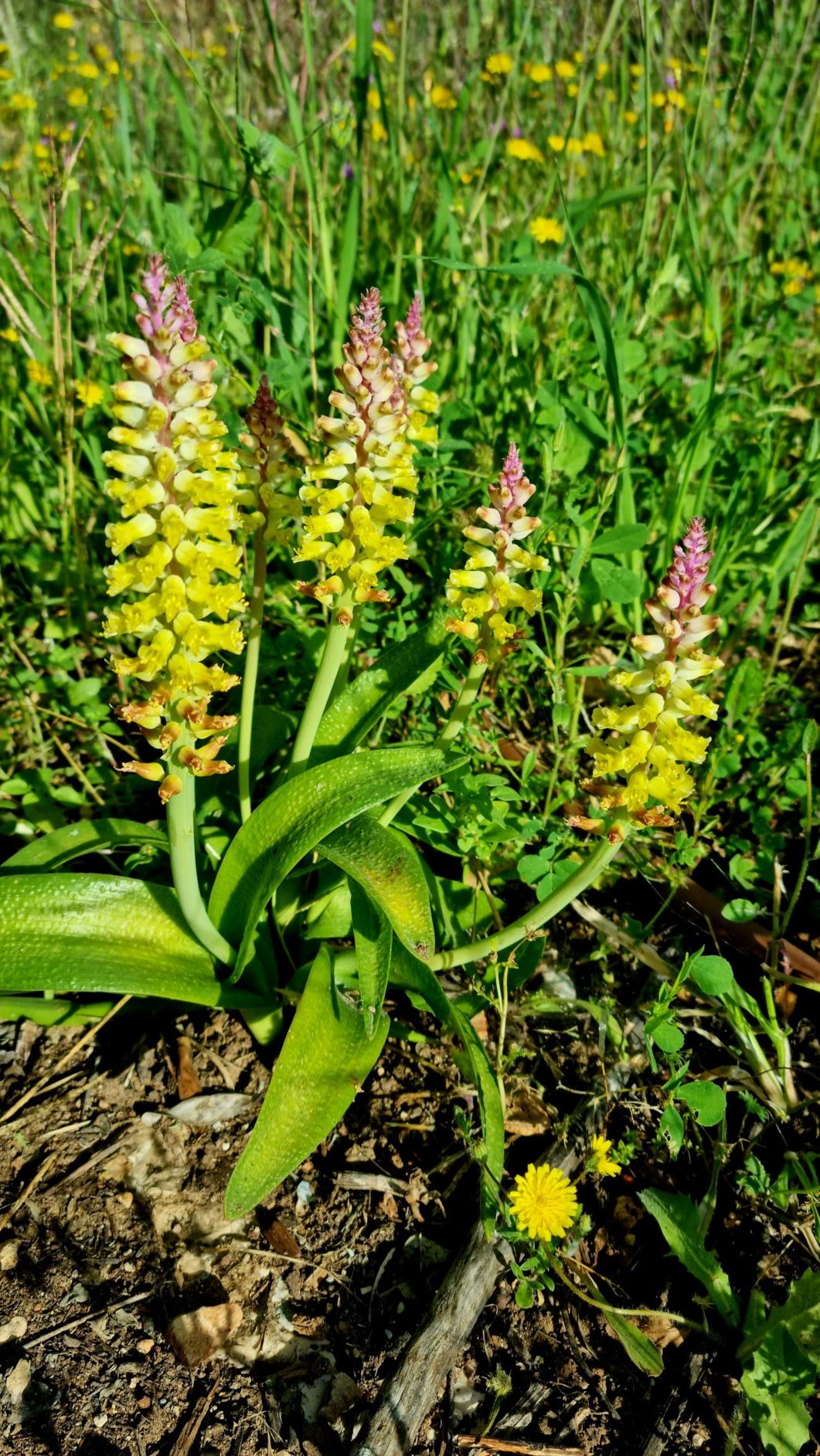 Lachenalia pallida