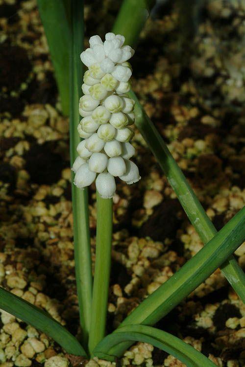 Muscari botryoides 'Album' - White Grape Hyacinth, כדן אשכולי 'לבן'', מוסקרי אשכולי 'לבן', כדן אשכולי 'לבן'', מוסקרי אשכולי 'לבן'