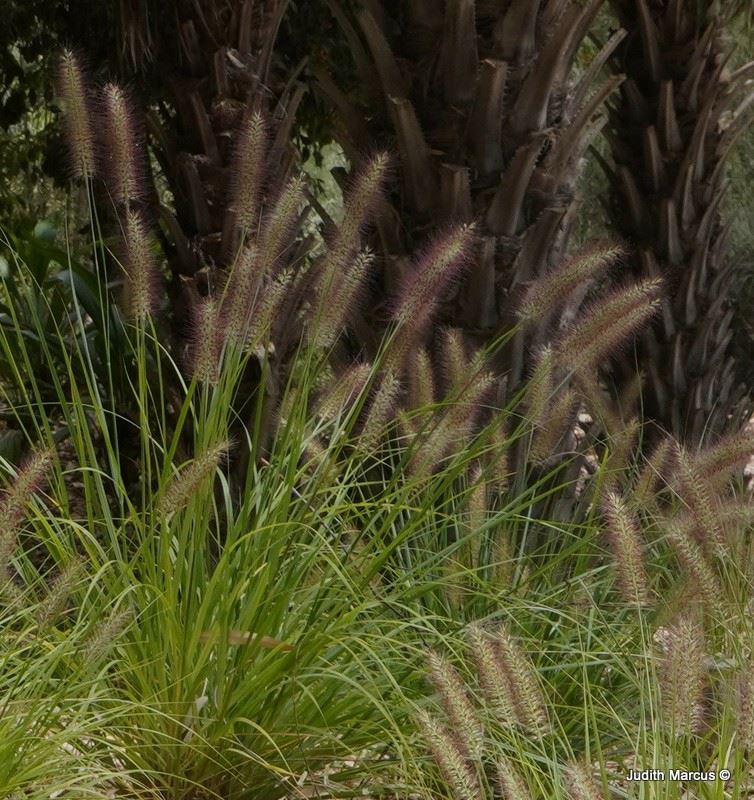 Cenchrus alopecuroides