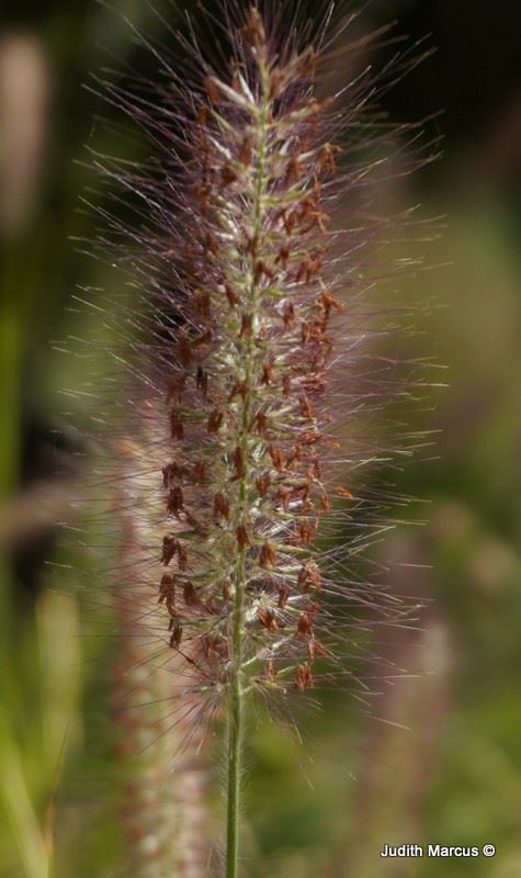 Cenchrus alopecuroides f. viridescens