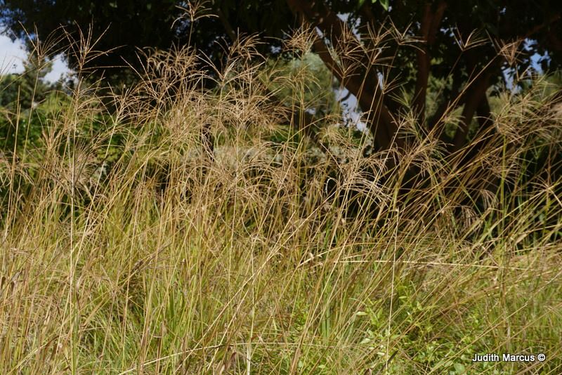 Digitaria eriantha