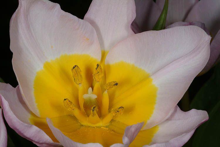 Tulipa saxatilis 'Lilac Wonder' - צבעוני 'לילך וונדר'