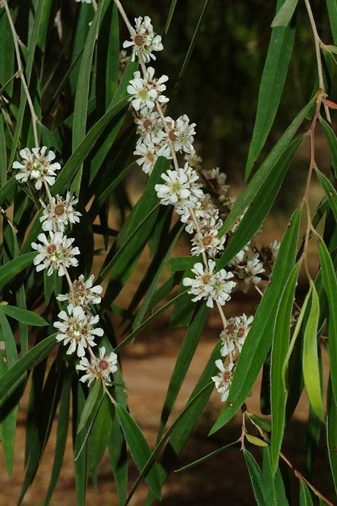 Agonis flexuosa - Willow Myrtle, Pepperment Tree, אגון גמיש, אגון גמיש