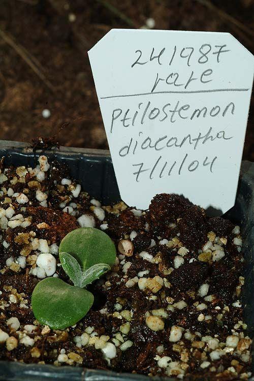 Ptilostemon diacantha - Two-spined Ptilostemon, ארנין קוצני, ארנין קוצני