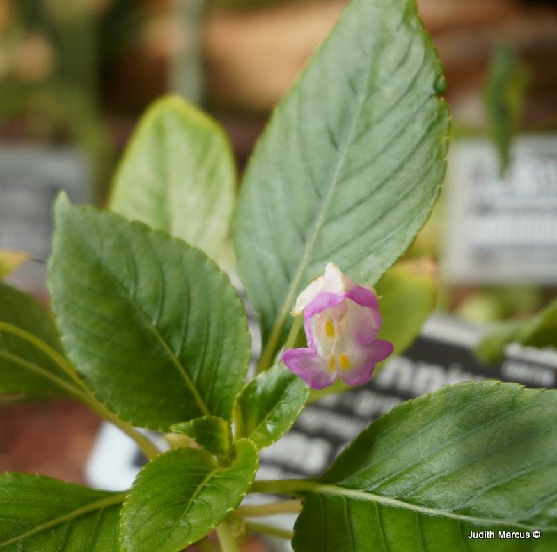 Impatiens tuberosa