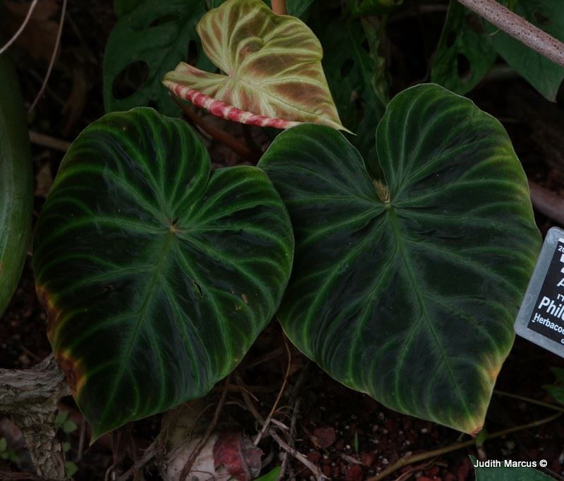 Philodendron verrucosum