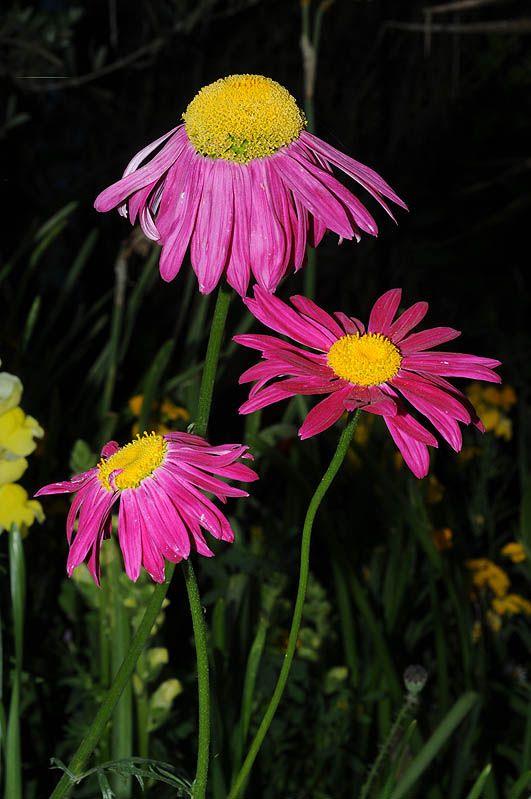 Chrysanthemum coccineum 'Robinson' - Pyrethrum Daisy, Painted Daisy, חרצית אדומה, חרצית אדומה