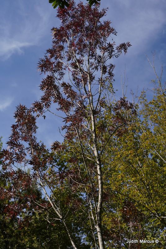 Fraxinus angustifolia subsp. oxycarpa 'Raywood'