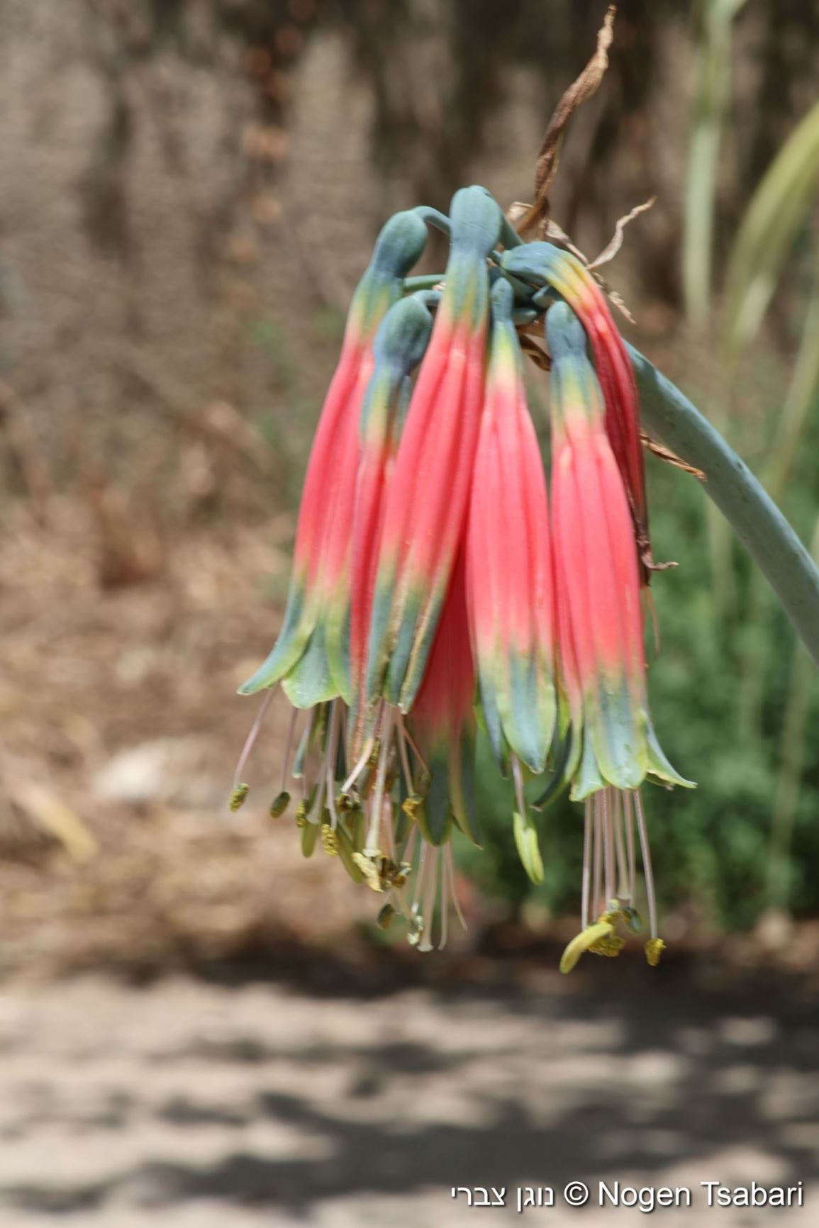Phaedranassa cinerea