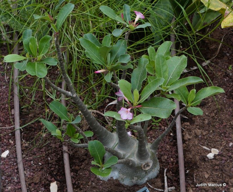 Adenium arabicum