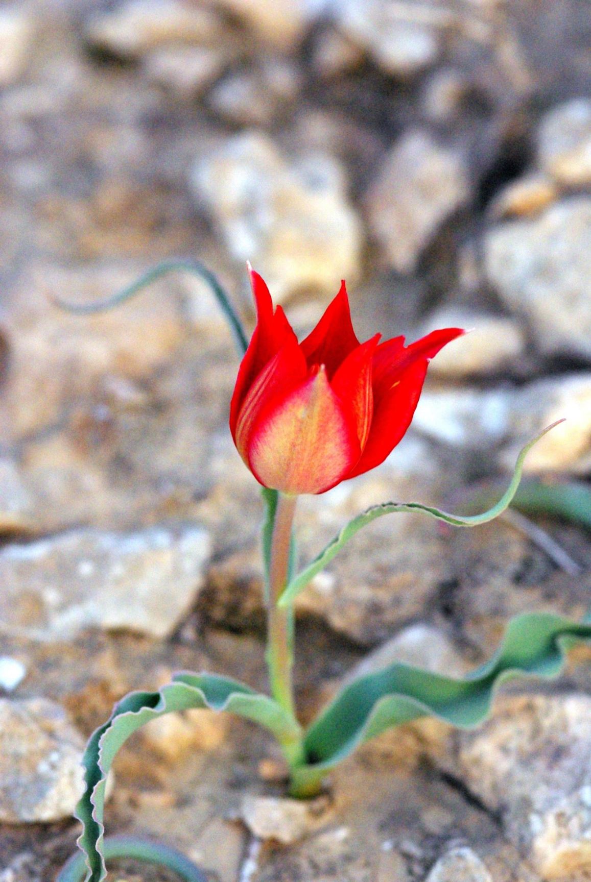 Tulipa 'Parrot Yellow-Red' - צבעוני רחב-עלים מכלואי תוכי