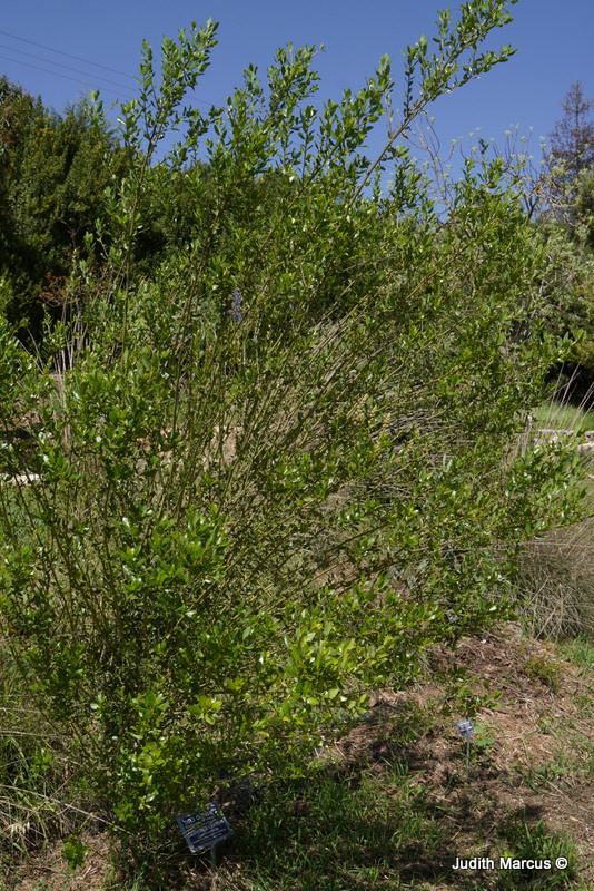 Ceanothus cyaneus