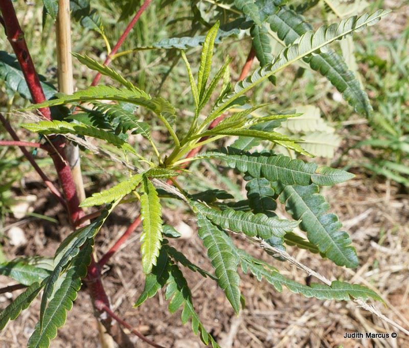 Lyonothamnus floribundus subsp. asplenifolius