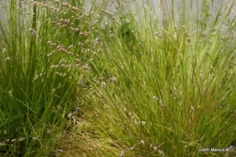 Melica minuta