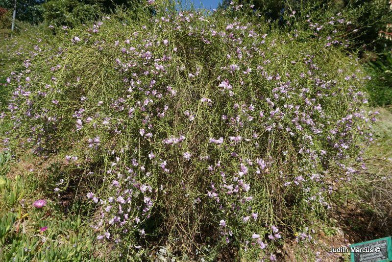 Eremophila 'Summertime Blue'