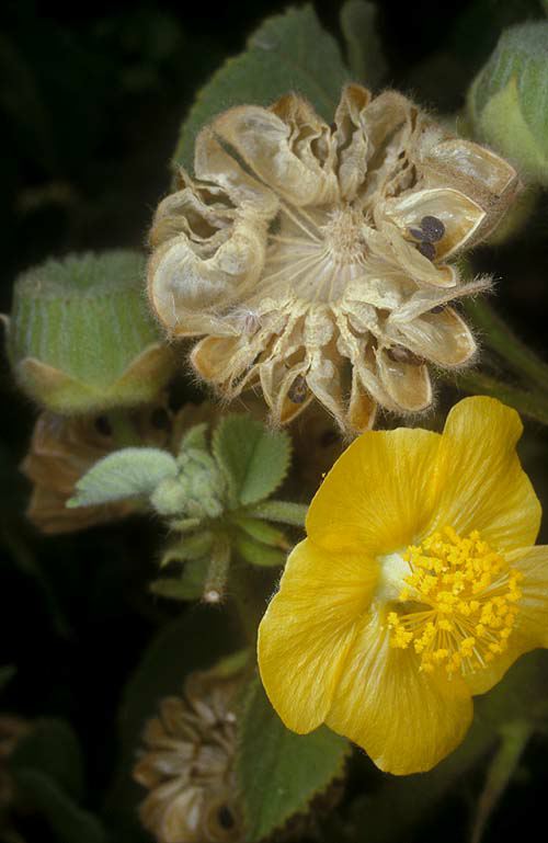 Abutilon hirtum