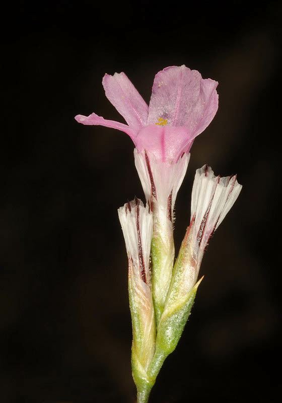 Acantholimon ulicinum