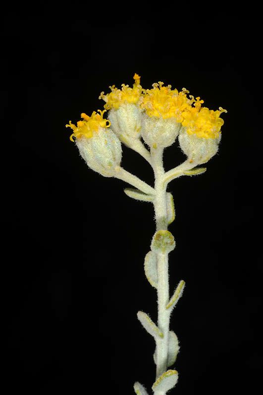 Achillea fragrantissima