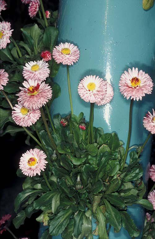 Bellis perennis 'Habanera White with Red Tips' - English Daisy, Common Daisy, חיננית רב-שנתית, חיננית רב-שנתית