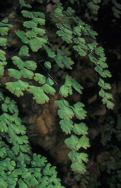 Adiantum capillus-veneris