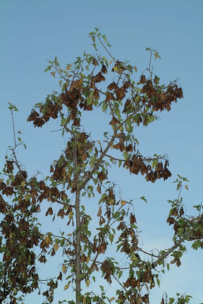 Acer tataricum subsp. semenovii - אדר טטרי תת-מין סמנוב, אדר טטרי תת-מין סמנוב
