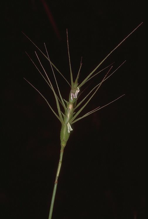 Aegilops peregrina