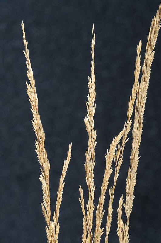 Agrostis stolonifera