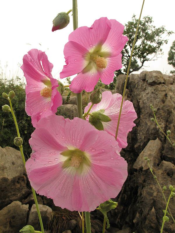 Alcea dissecta